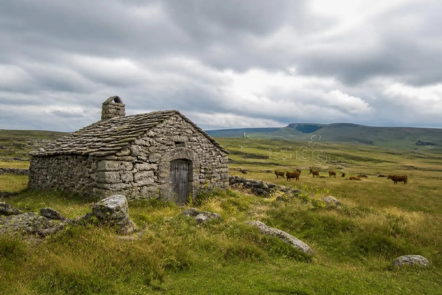 découvrez le cézallier en auvergne, un haut plateau volcanique méconnu parfait pour la randonnée, situé entre le massif central et la haute-loire. explorez des paysages sauvages et préservés loin des sentiers battus.