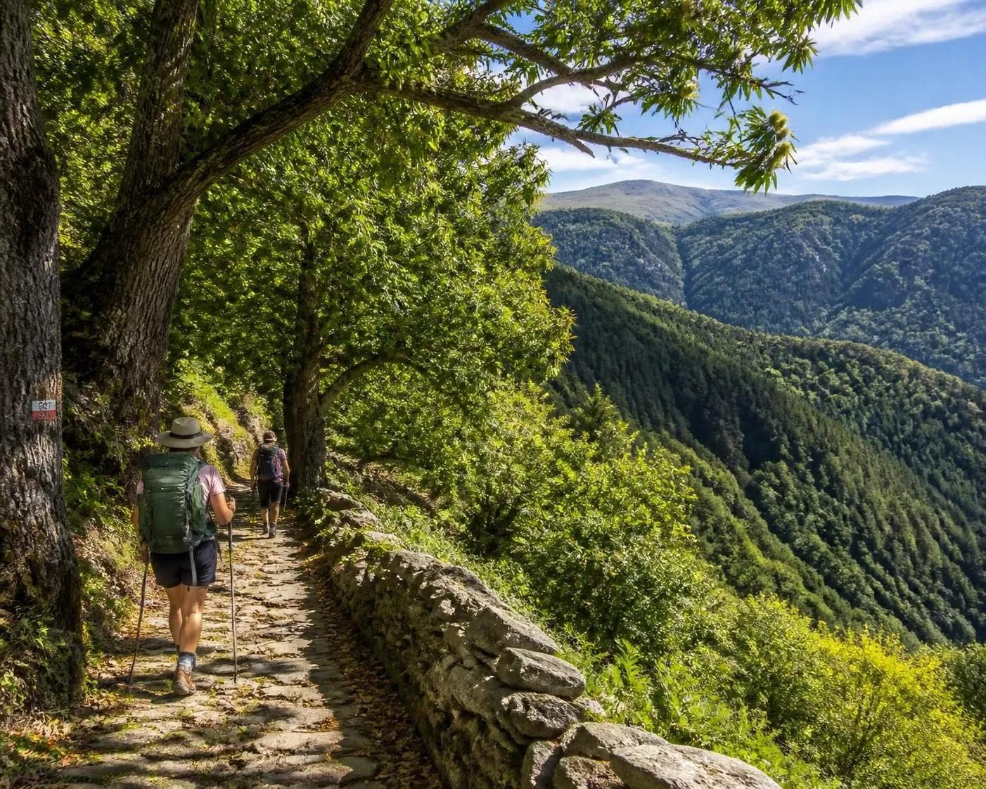 découvrez les monts d'ardèche à pied en suivant le gr7, un parcours entre châtaigneraies, fromage picodon fermier et rencontres avec les chevriers de l'ardèche verte.